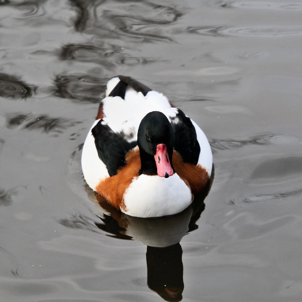 een close up van een bergeend foto