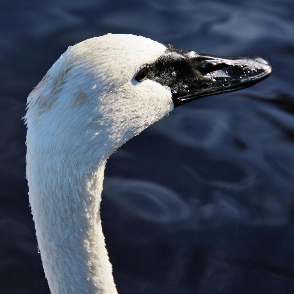 een close up van een trompetzwaan op het water foto