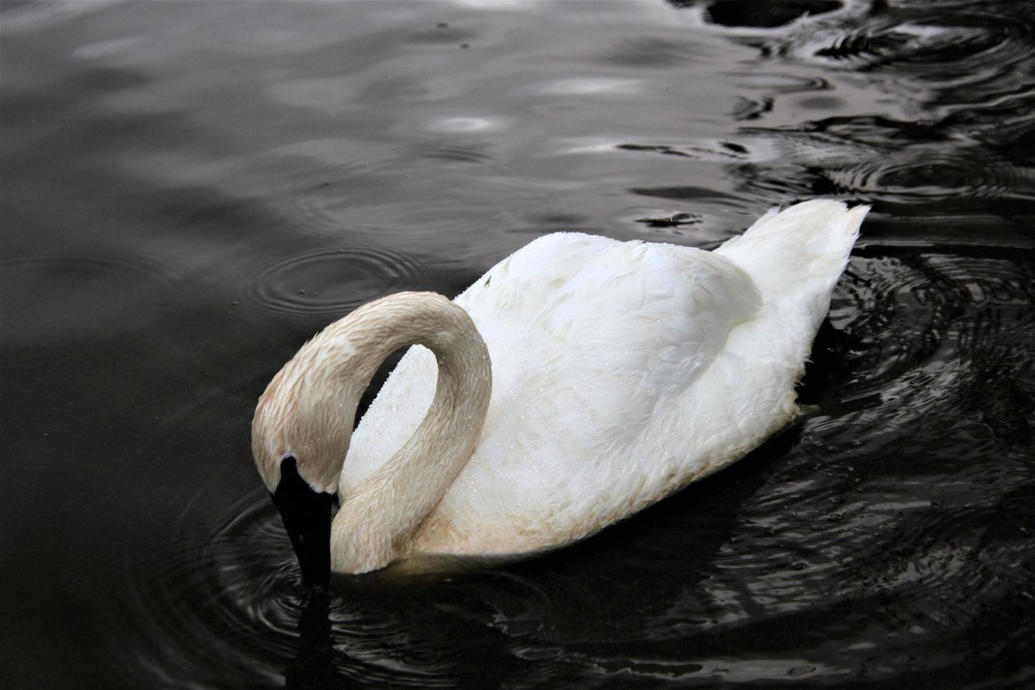 een close up van een trompetzwaan op het water foto