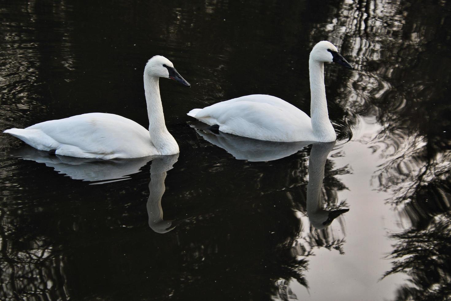 een close up van een trompetzwaan op het water foto