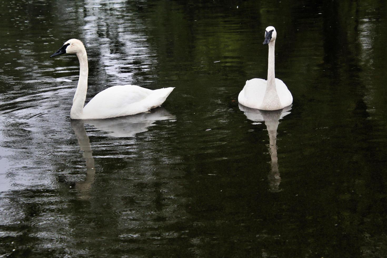 een close up van een trompetzwaan op het water foto