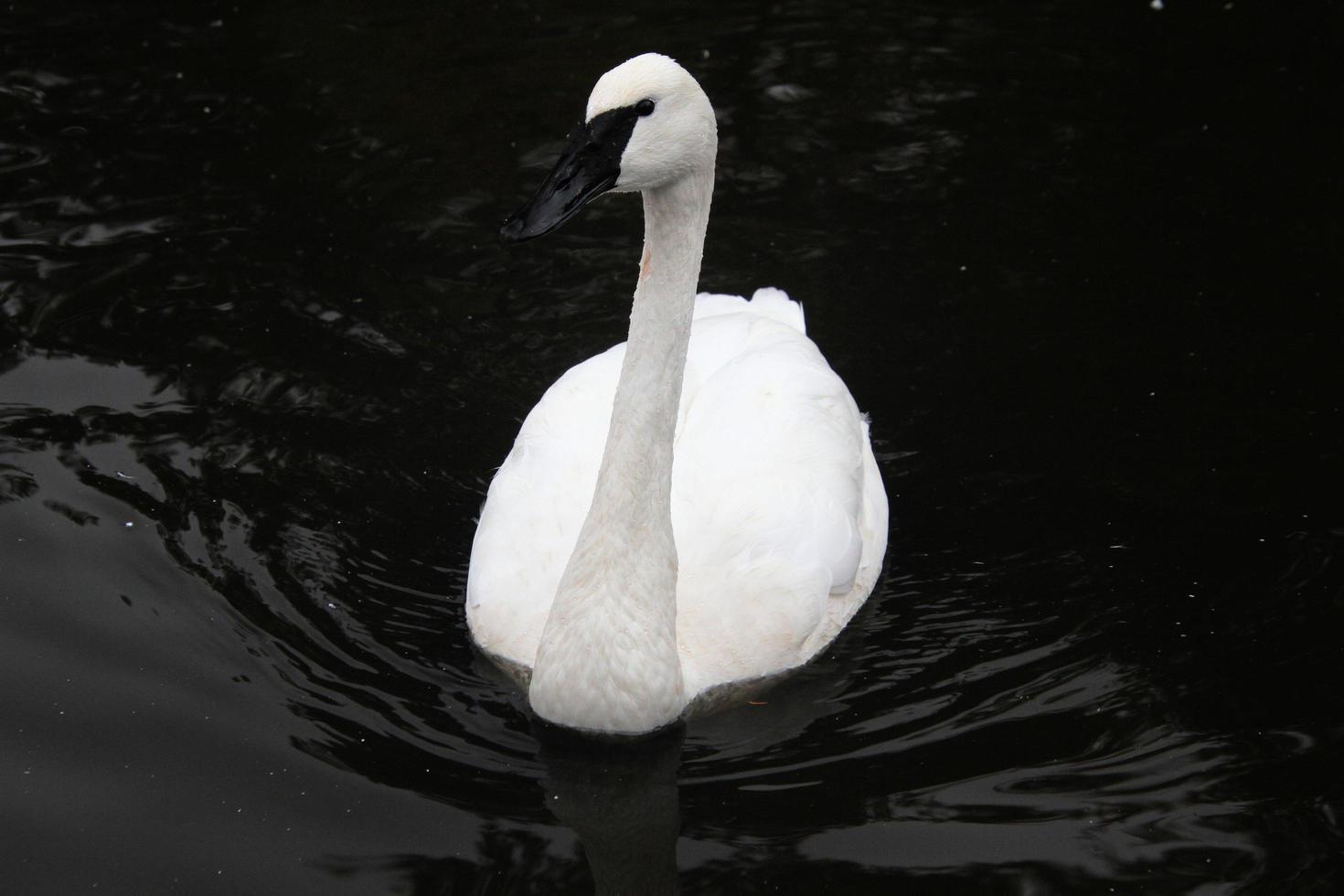 een close up van een trompetzwaan op het water foto