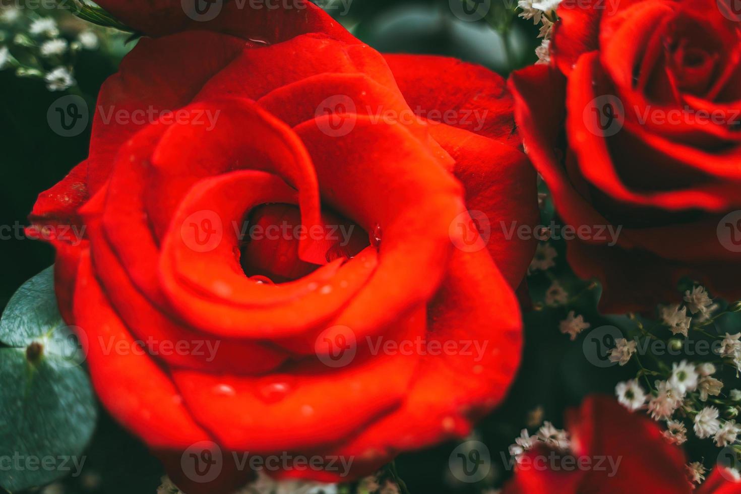 boeket verse rode rozen, bloem lichte achtergrond. close-up van een rode roos met waterdruppels. foto