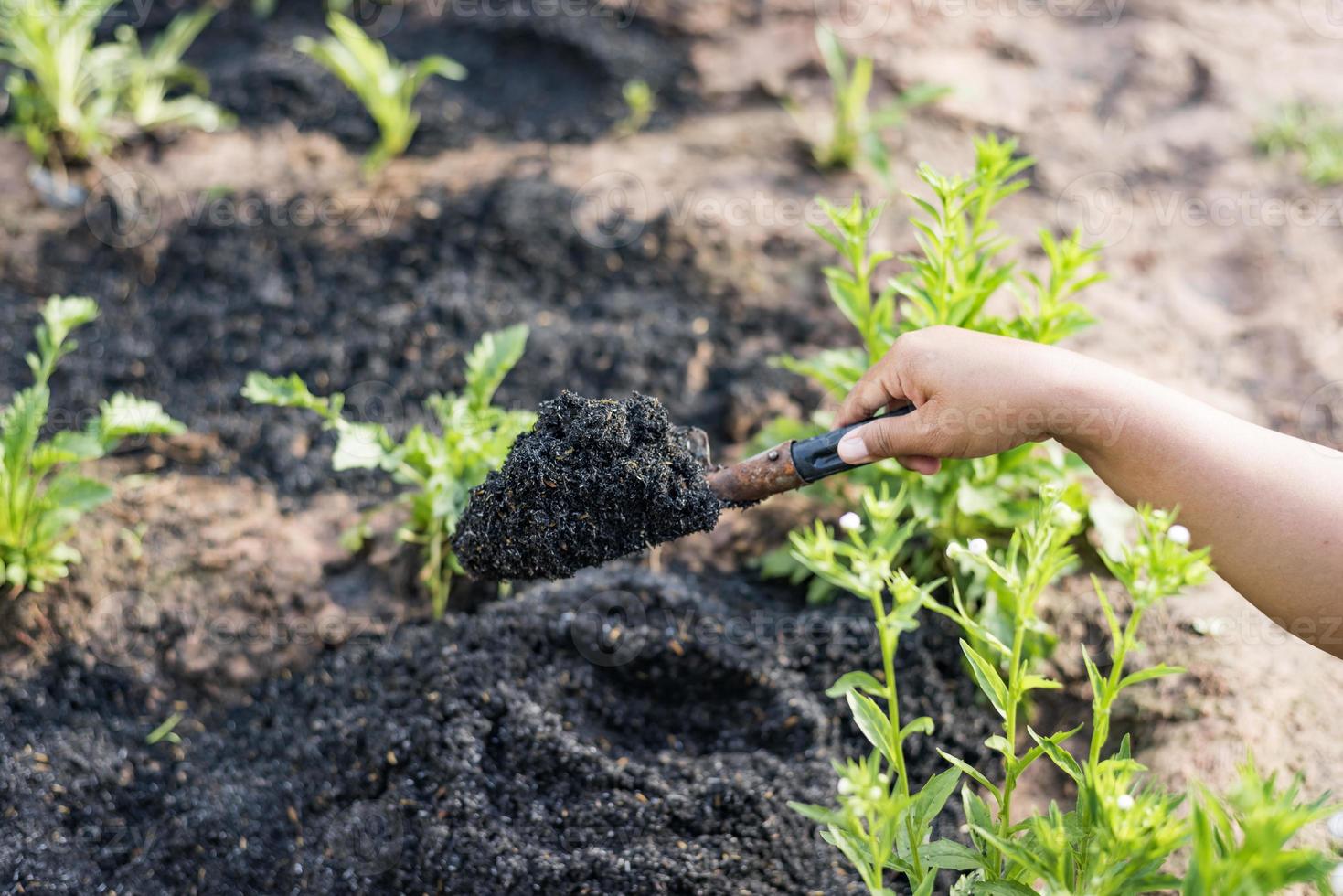 landbouwconcepten, tuinieren, biologische landbouw aanplant of ecologie vuile vrouwenhand die een schop vasthoudt om vochtige grond op te scheppen kopieerruimte boeren inspecteren compost. foto