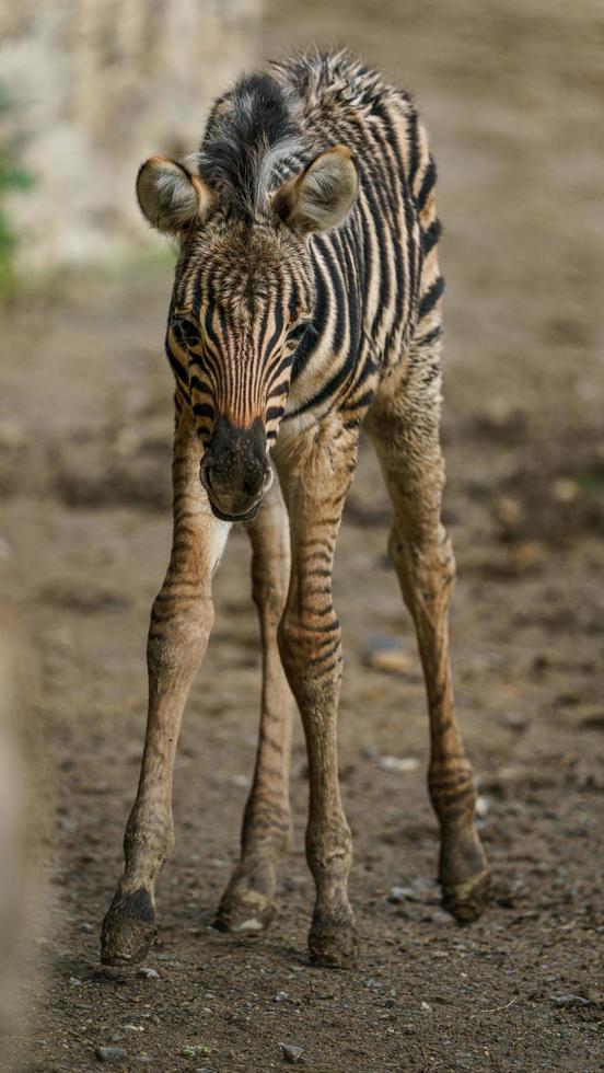 burchell's zebra in dierentuin foto