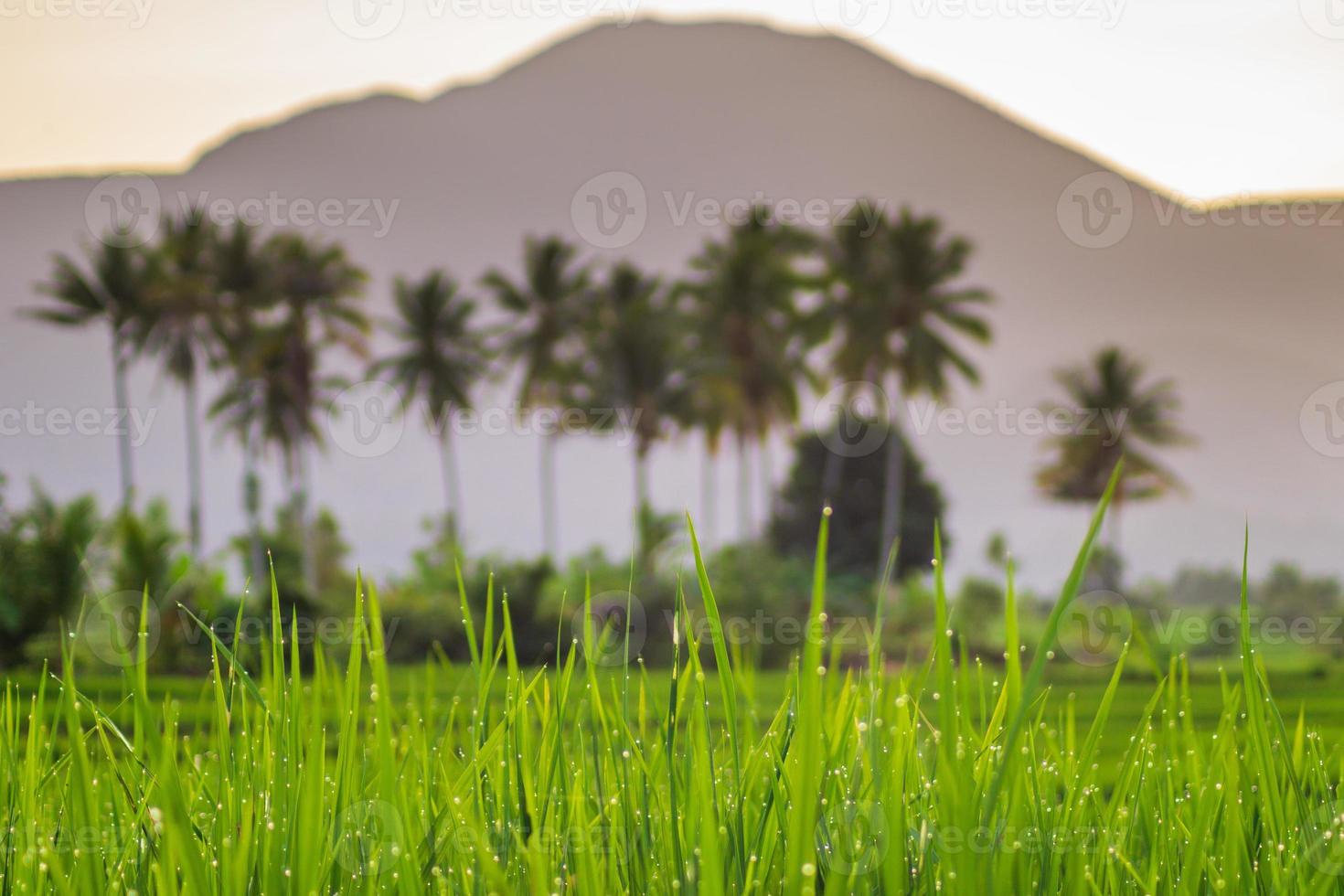 uitzicht op rijstvelden met groene rijst met dauw en bergen op een zonnige ochtend in bengkulu, indonesië foto