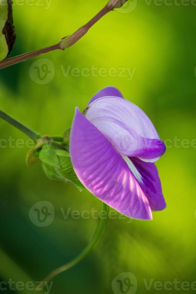 mooie wilde paarse bloem op groene bladachtergrond foto