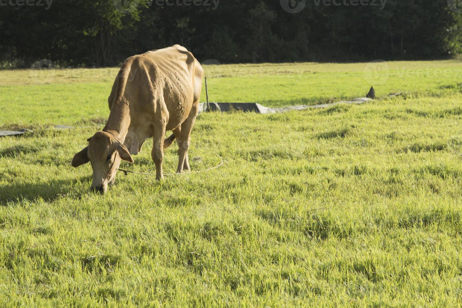 de koeien eten gras op de weide van de boerderij van de boer, hebben een draad en laten een kleine elektrische stroom af, waardoor de koe 's avonds de ondergaande zon niet van de boerderij kan ontsnappen foto