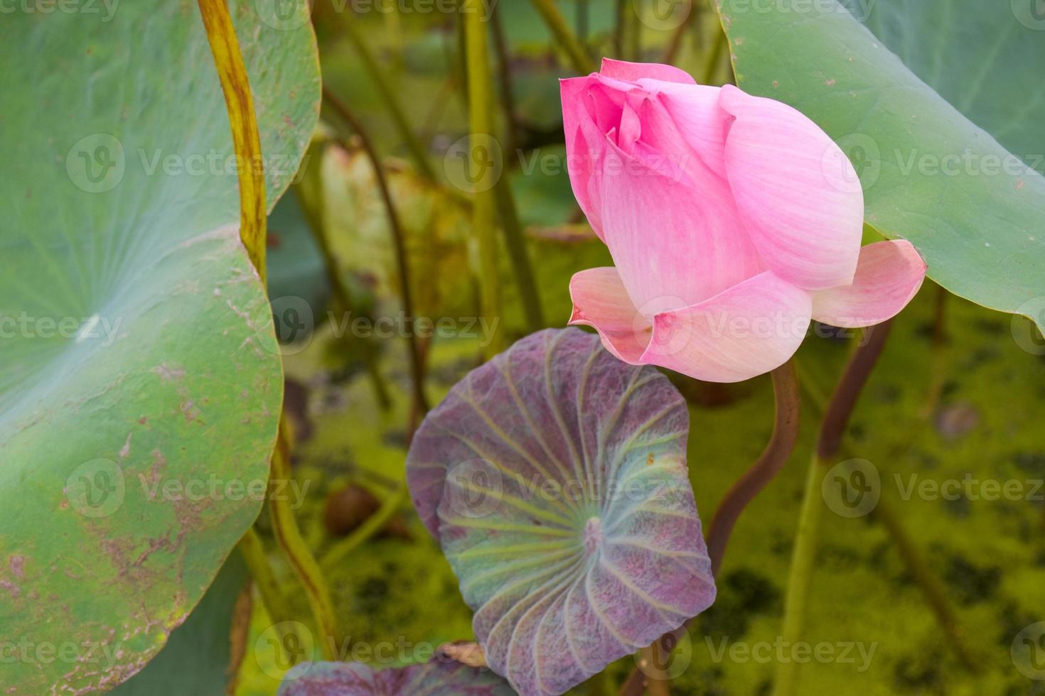 mooie roze en paarse lotusbloemen bloeien in het waterpark, thai park foto