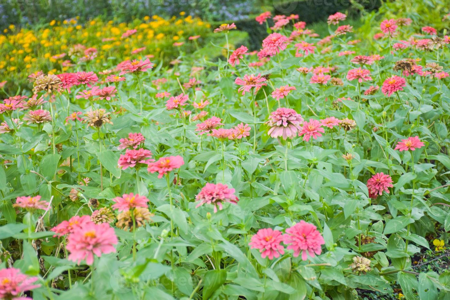 een veld van prachtige verse roze fuchsia bloemen die bloeien in chatuchak park, bangkok, thailand foto