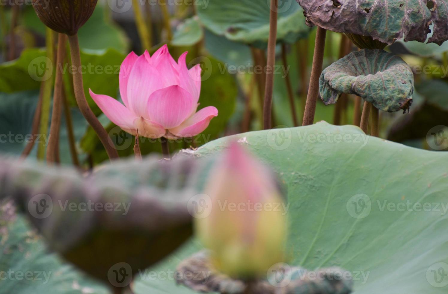 gele bloem schoonheid natuur lotus bloeien in tuin park thailand foto