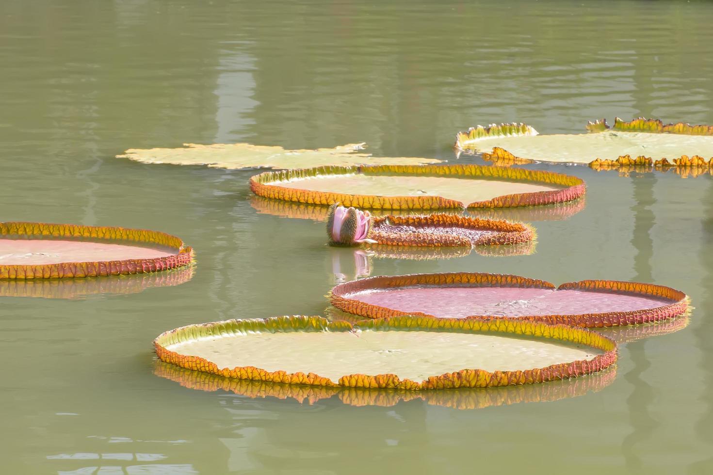 victoria waterlelie of victoria amazonica foto