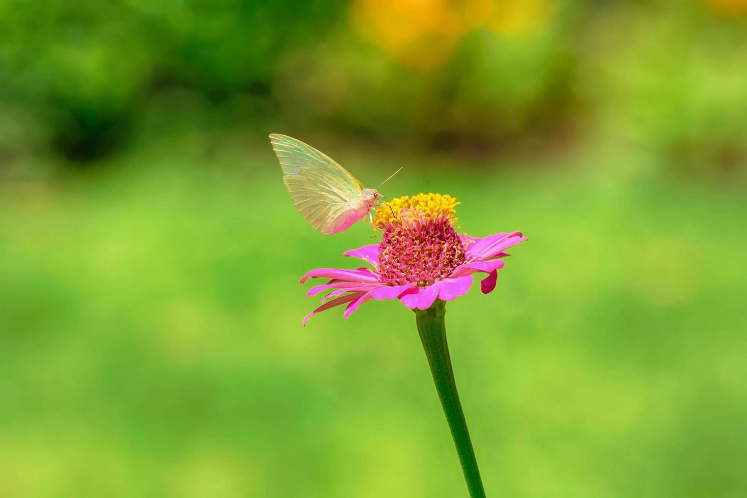 vlinder op zinnia elegans foto