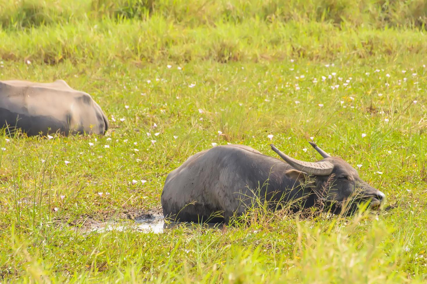 buffel duikwater foto