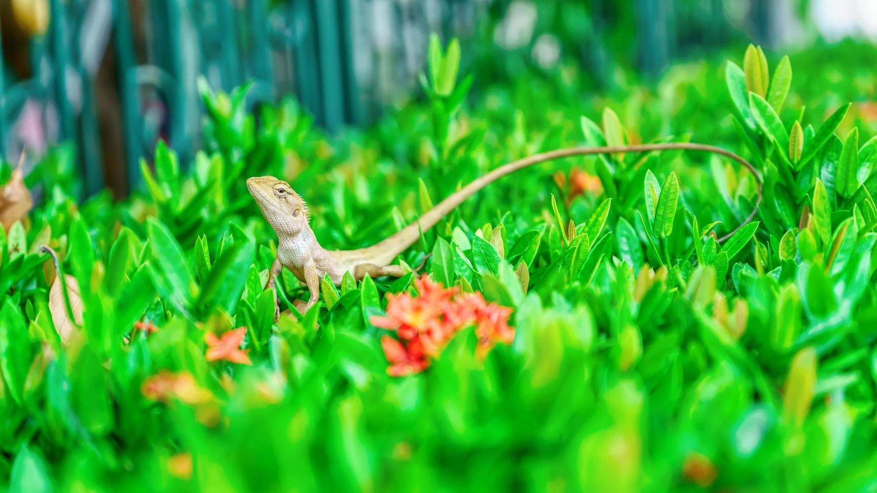 kameleon op de boom foto