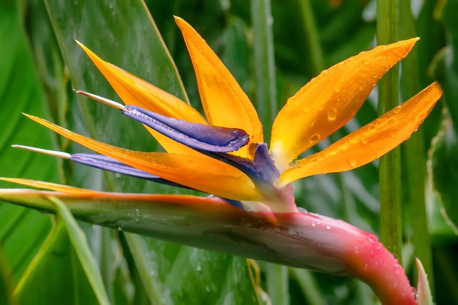 paradijsvogel foto