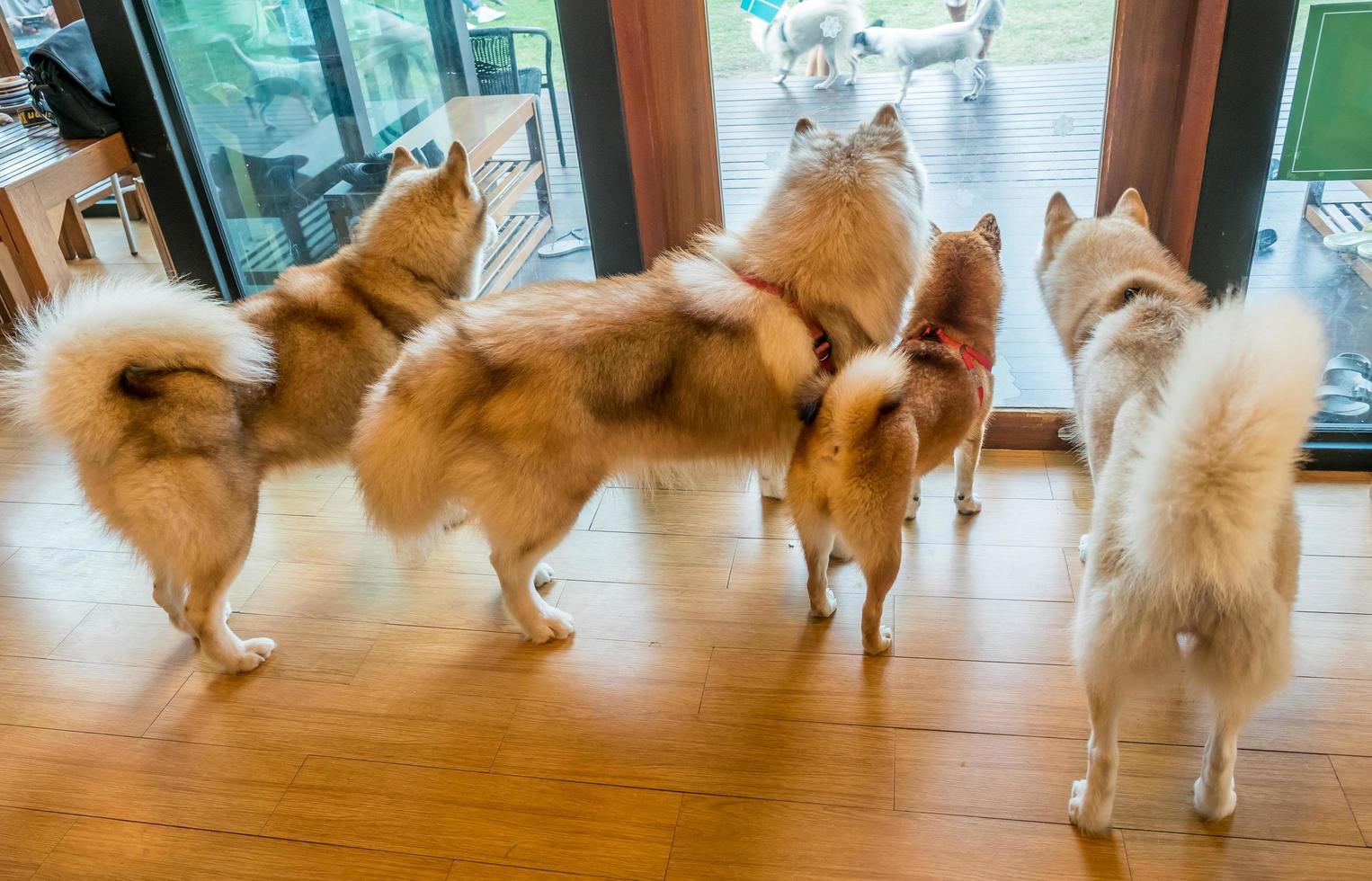 vier honden binnenplaats foto