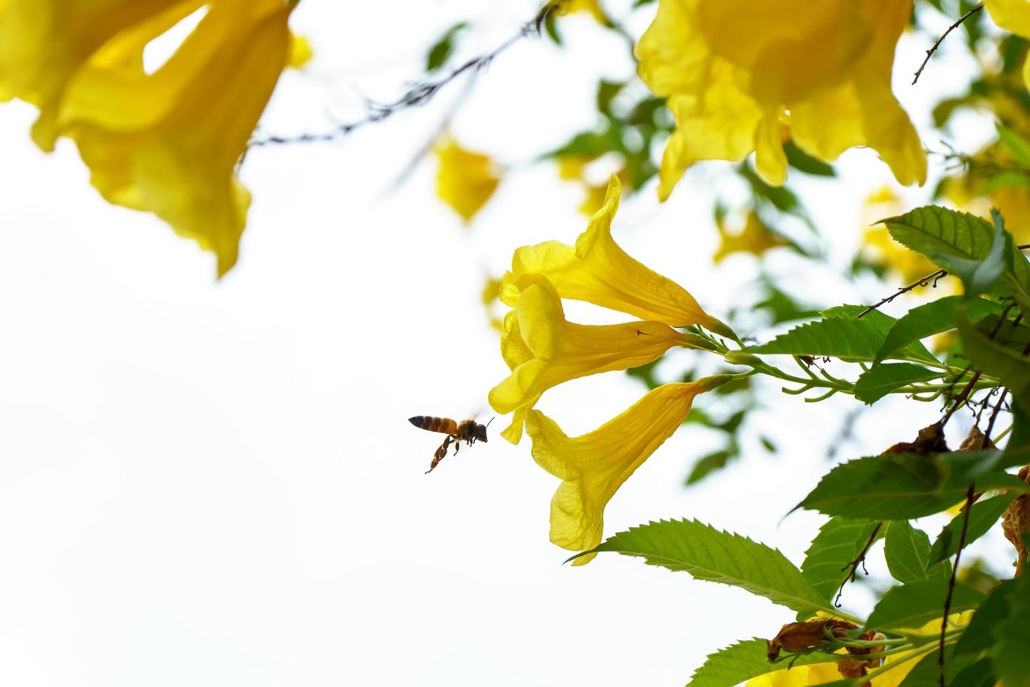 bijen op cascabela thevetia foto