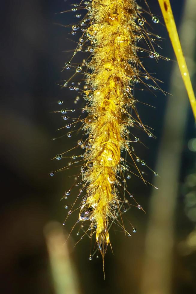 pennisetum pedicellatum is een grassoort. de grassoorten zijn belangrijke voedselbronnen voor vee. foto