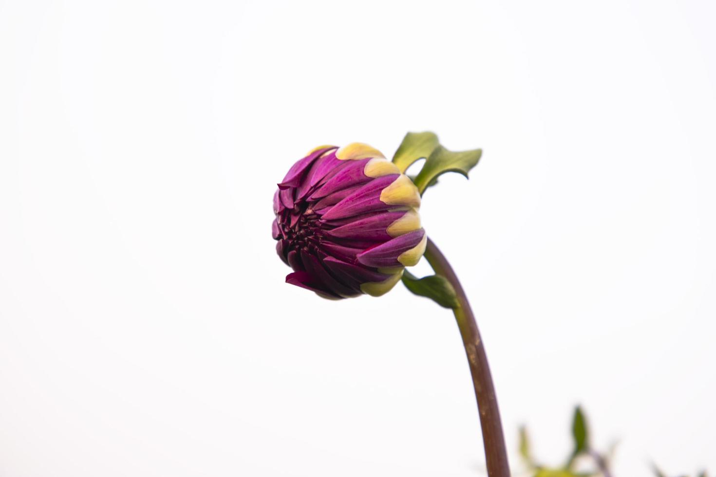 mooie roze kleur bloemknoppen met onscherpe achtergrond. lente bloemknop. dahlia bloemknop natuurlijk uitzicht foto