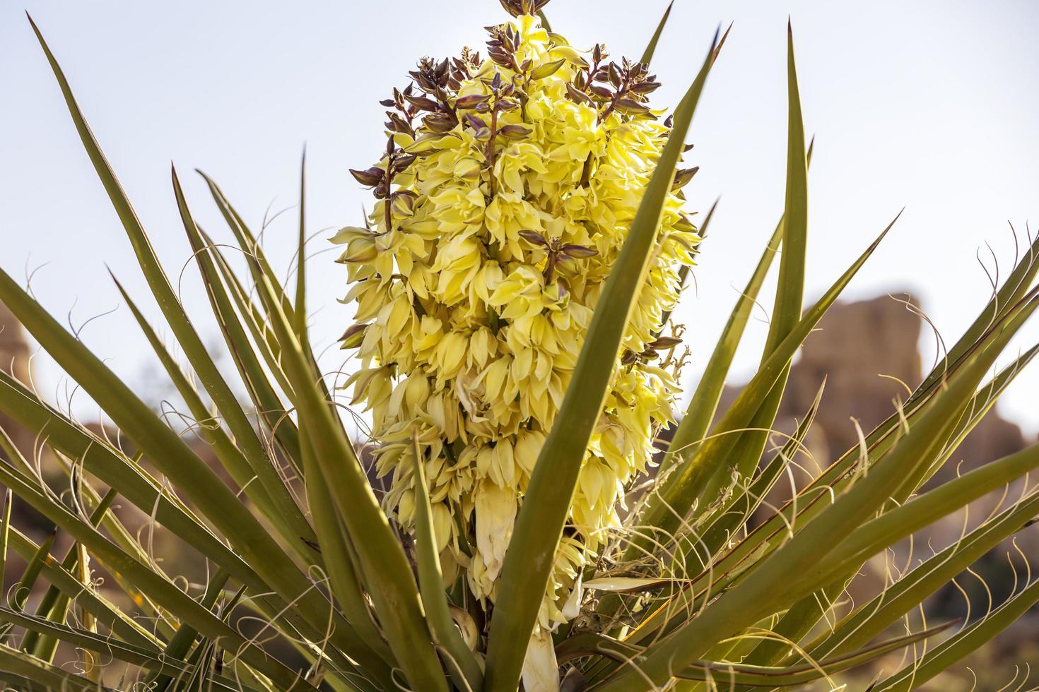 close-up van een groene palmplant in de woestijn foto