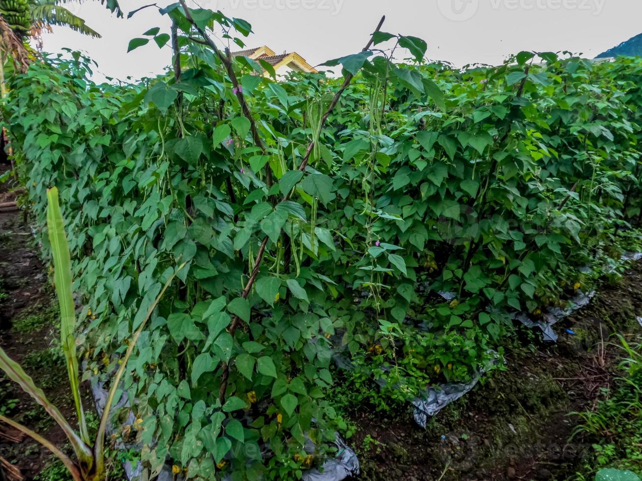 bonenplant gekweekt in de tuin van het huis, gedijt in de juiste habitat en goede verzorging foto