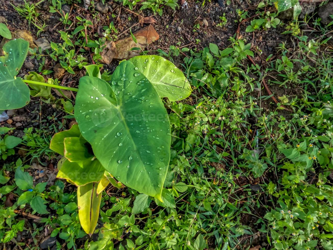 de taroplant die aan de kant van de weg groeit heeft brede, dunne groene bladeren foto