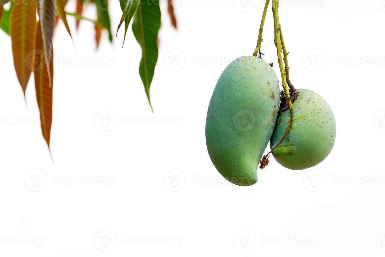 groene mangoparen op de boom op een witte achtergrond. foto