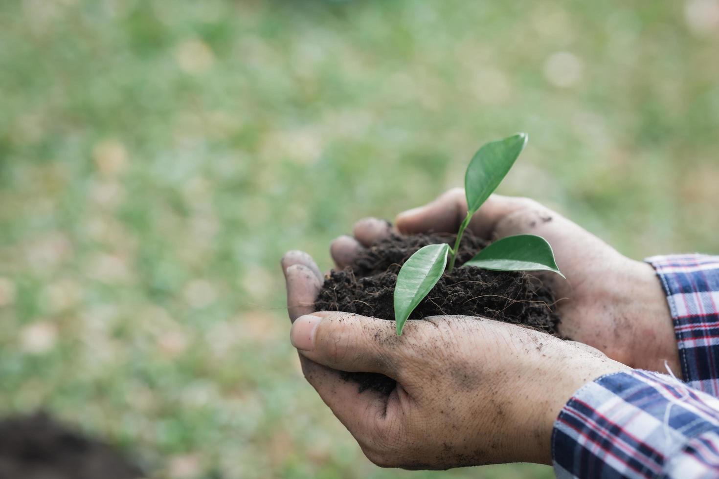 man die jonge boompjes draagt om in tropische bossen te planten, een campagne voor het planten van bomen om de opwarming van de aarde te verminderen. het concept van het redden van de wereld en het verminderen van de opwarming van de aarde. foto