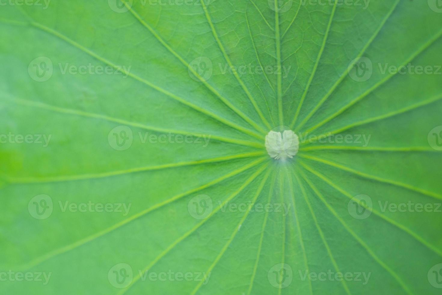 close-up van vers groen groot lotusblad foto