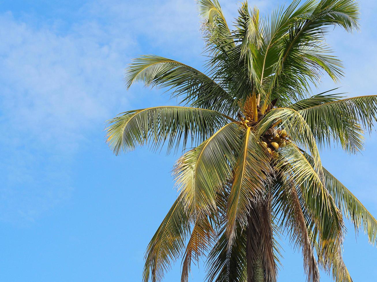 kokospalm heeft lucht en wolken als mooie achtergrond foto