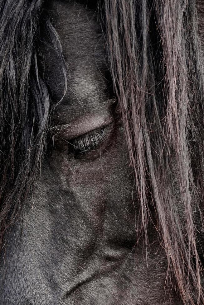 zwart paardportret, dierenthema's foto