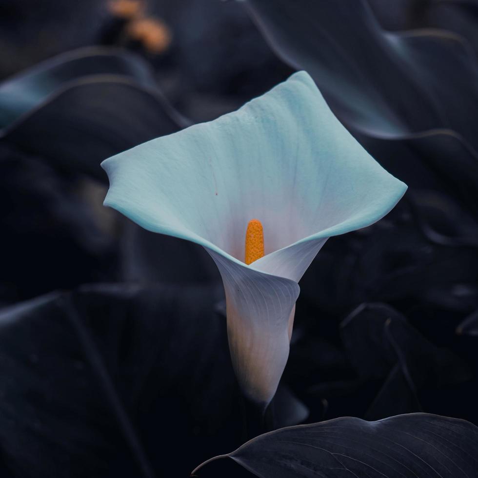 mooie lelie calla in de tuin in het voorjaar foto