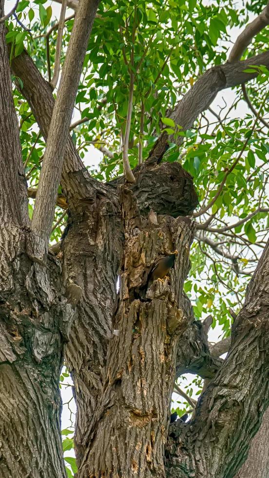 myna vind voedsel om de babyvogels te voeren foto