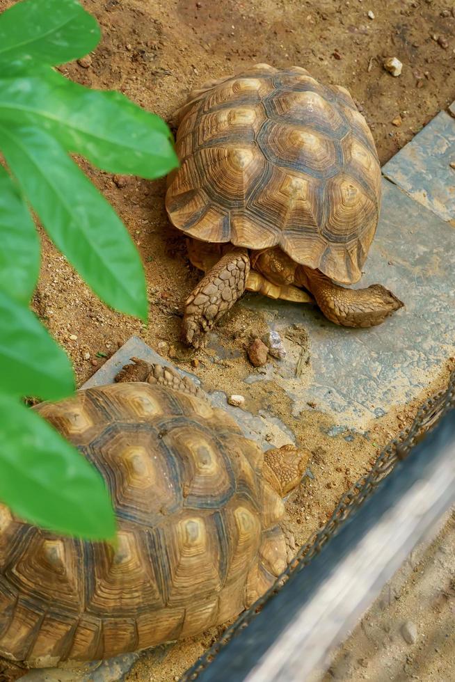 sulcata-schildpad op het zand foto