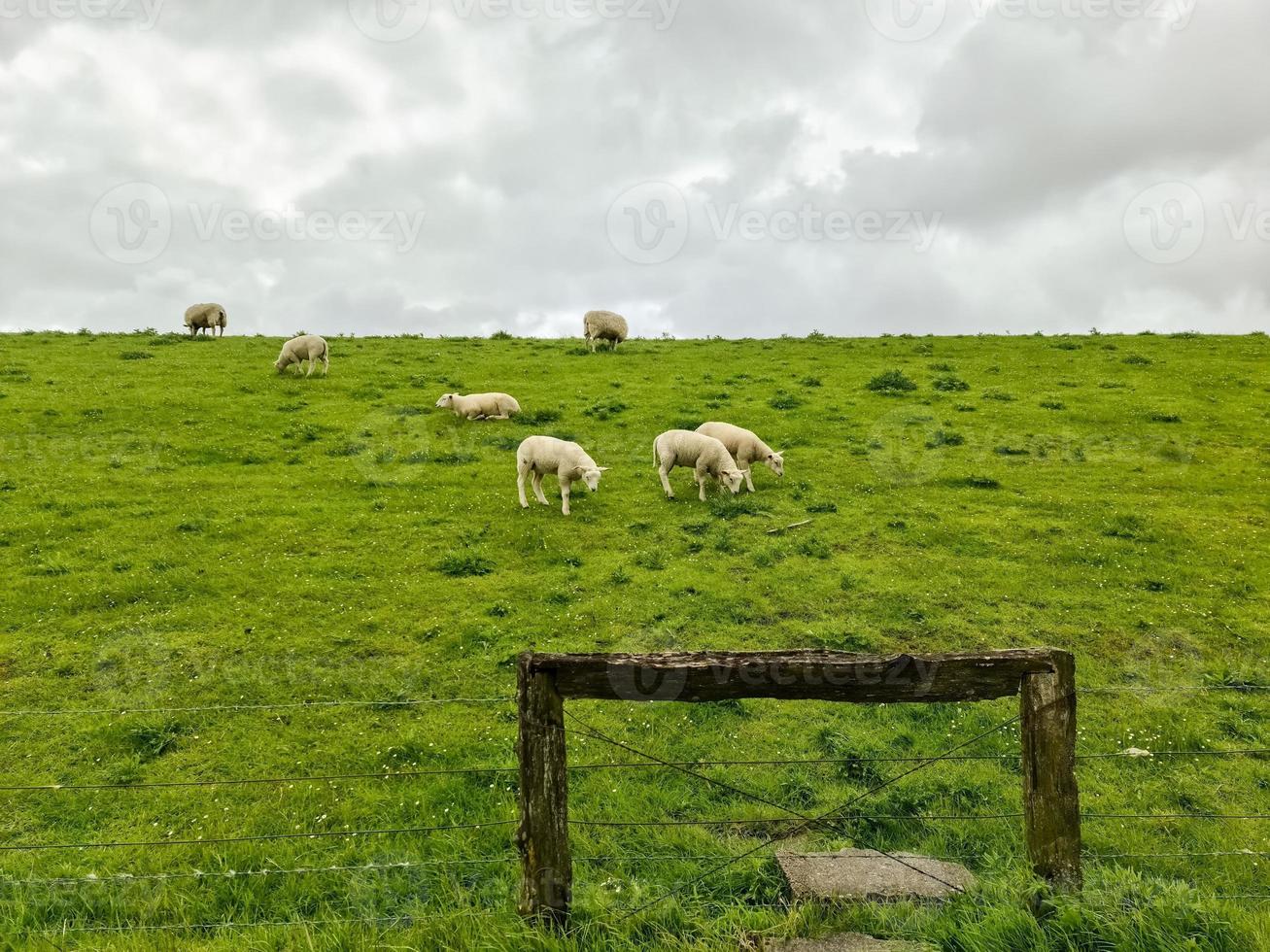 schapen op een groene dijk aan de Noordzee bij husum. foto