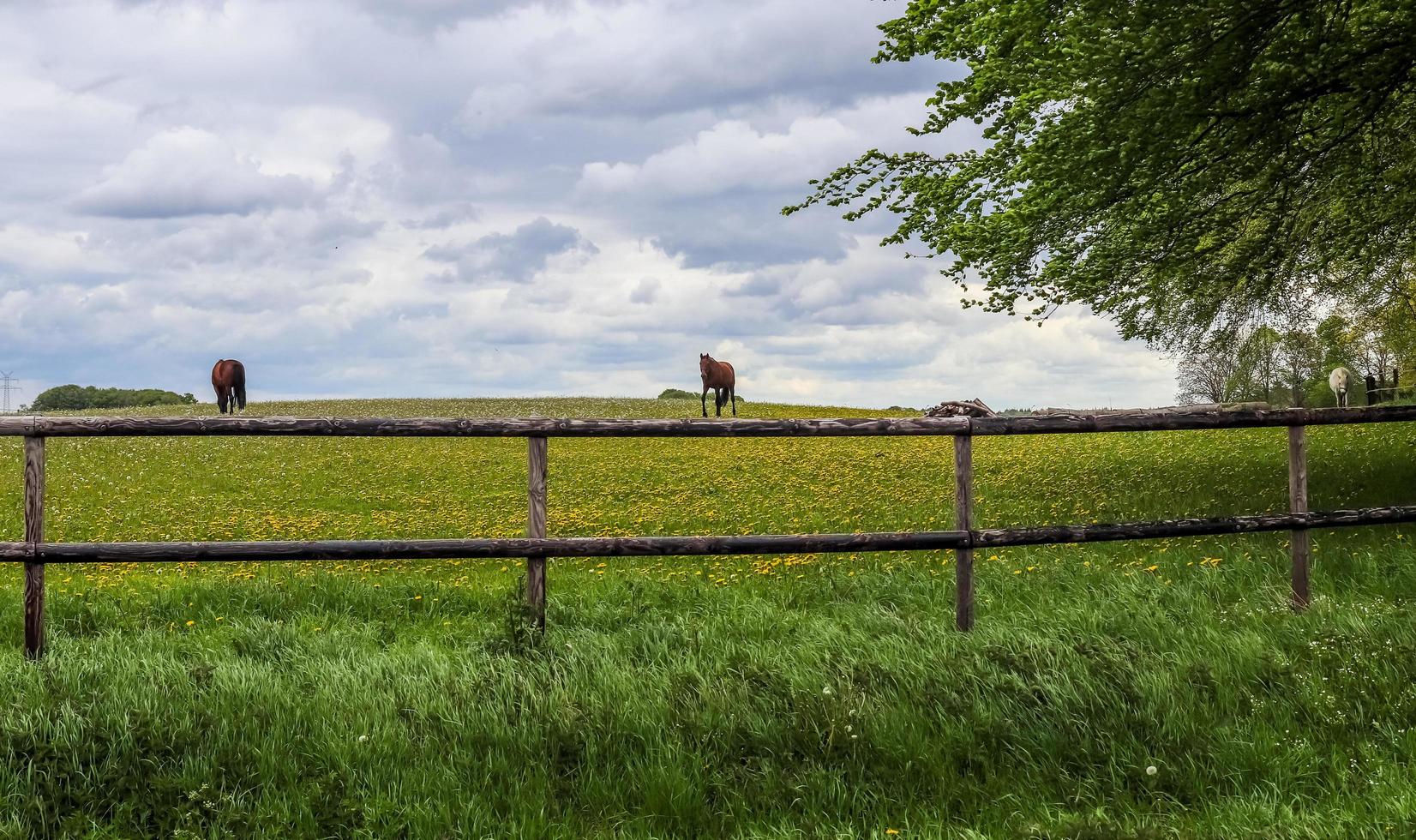 prachtig panorama van grazende paarden op een groene weide in de lente foto