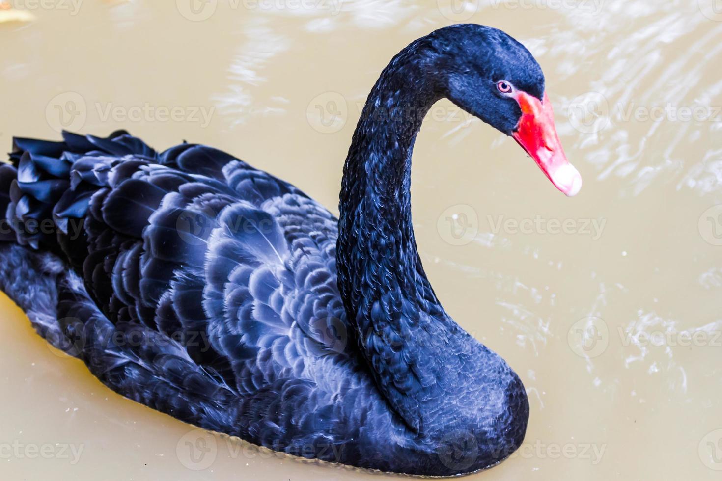 zwarte zwaan zwemmen in de dierentuin foto