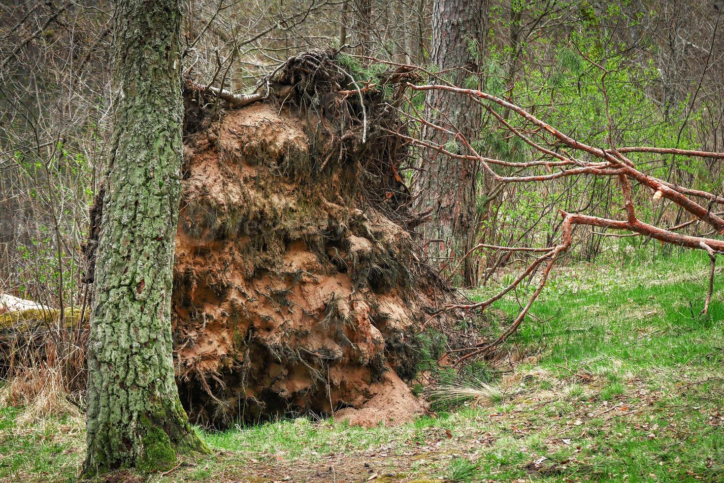 omgevallen dennenboom in het bos met opgeheven wortels foto