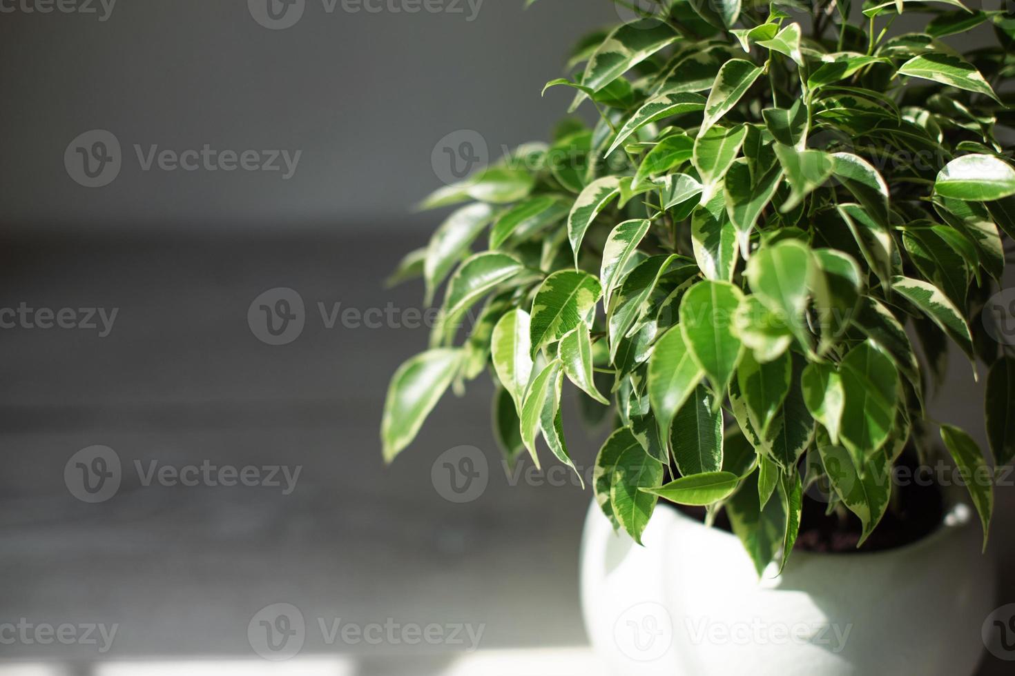 bont blad van ficus benjamin in een close-up van een ronde pot. het kweken van kamerplanten in pot, groene woondecoratie, verzorging en teelt foto