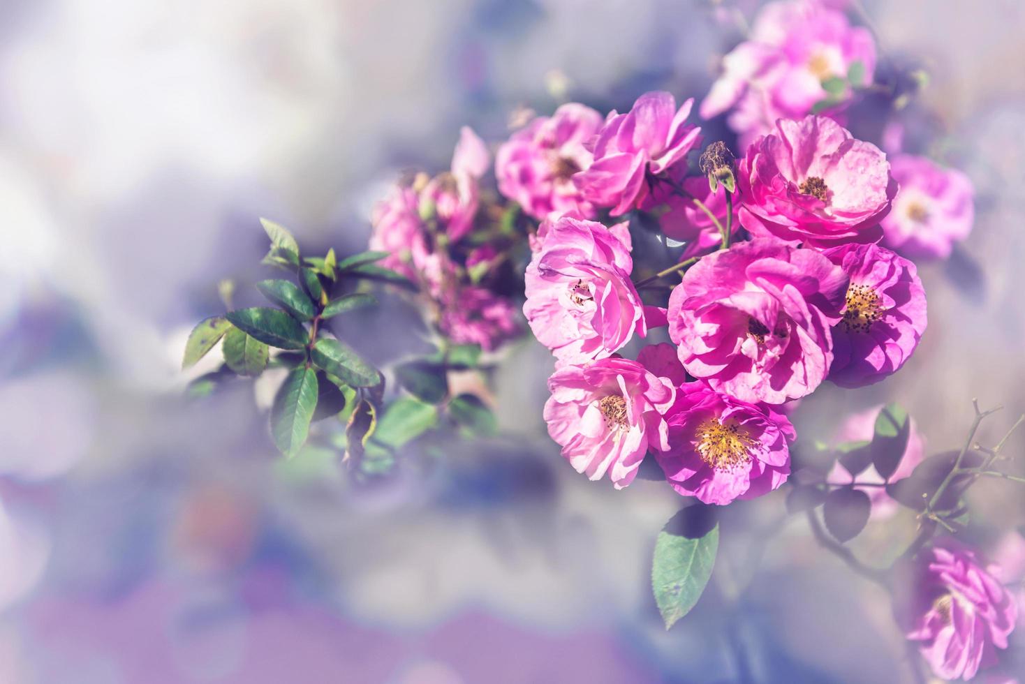 achtergrond natuur bloem valentijn roze rozen foto