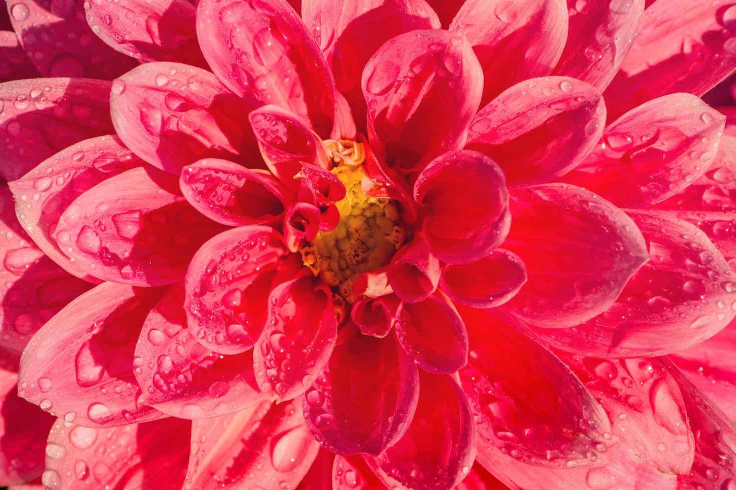 achtergrond natuur bloem dahlia oranje, roze bloemen foto