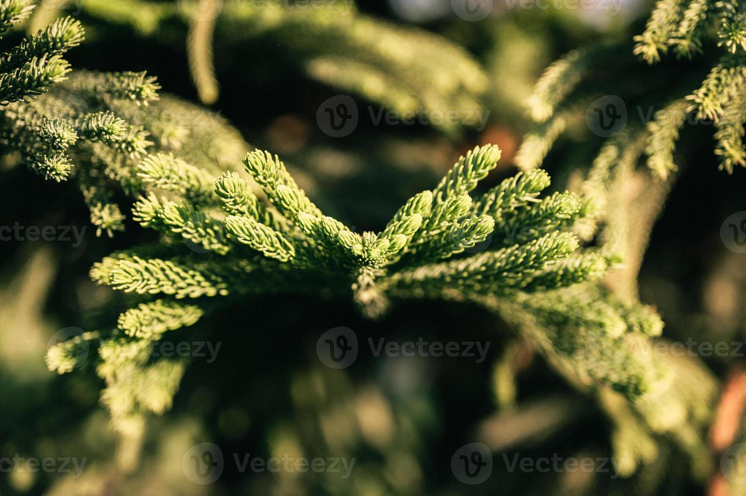 araucaria heterophylla pijnboomtak boom foto