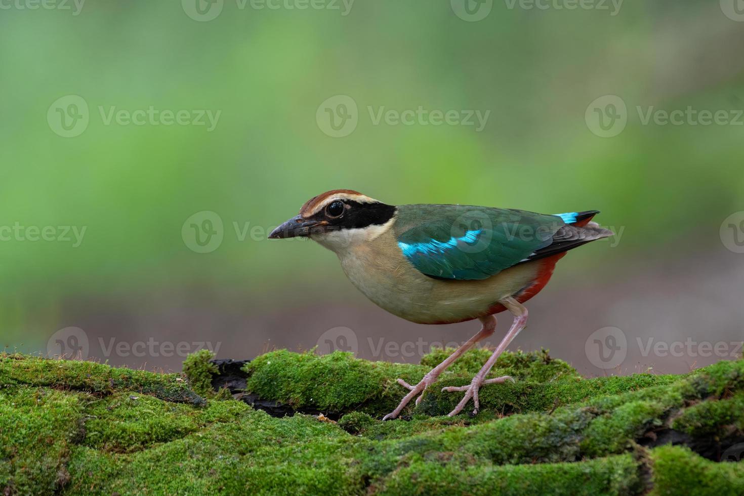 kleurrijke vogels in de natuur fee pitta pitta nympha foto