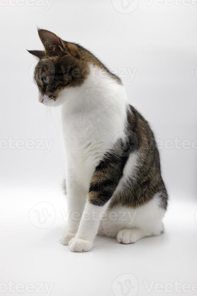 Cyperse schattige kat op witte background.studio shoot, goed voor ontwerp of reclame. foto