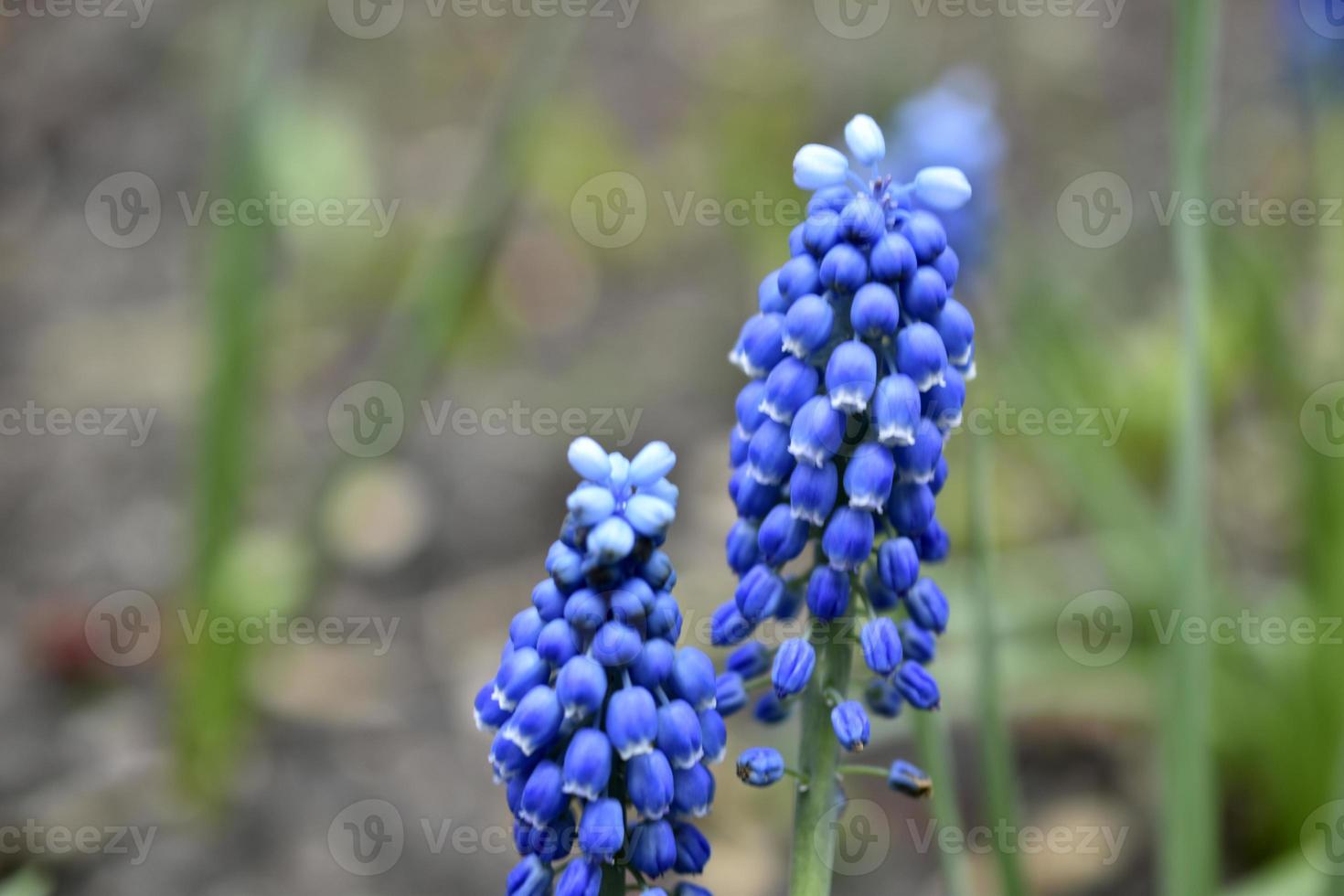 blauwe bloemen adder ui of muis hyacint of muscari muscari is een geslacht van bolgewassen in de aspergefamilie asparagaceae foto