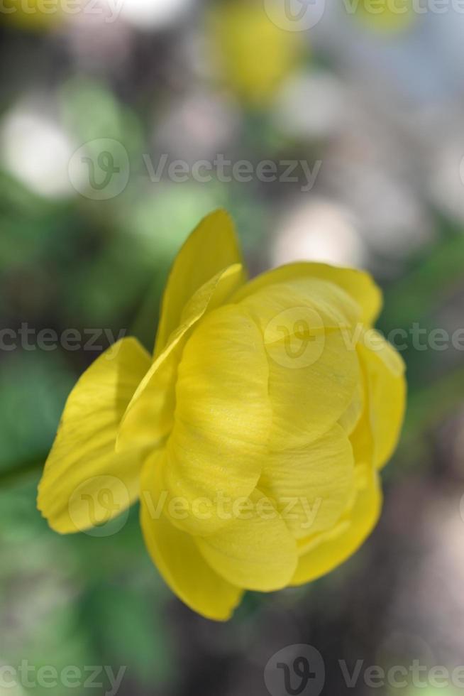 badhuis trollius is een geslacht van meerjarige kruidachtige planten uit de boterbloemfamilie ranunculaceae foto