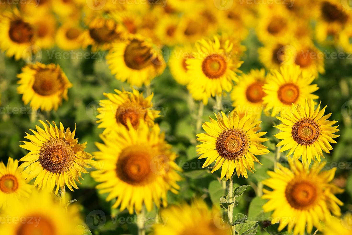 zonnebloem geel en oranje kleurrijk in bloesemseizoen van zonnebloem tijdens de zomer in landelijke boerderij, veld voor biologische zaadteelt en oogst van zonnebloemolielandbouw foto