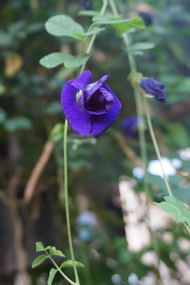 Aziatische duivenvleugels in de tuin foto