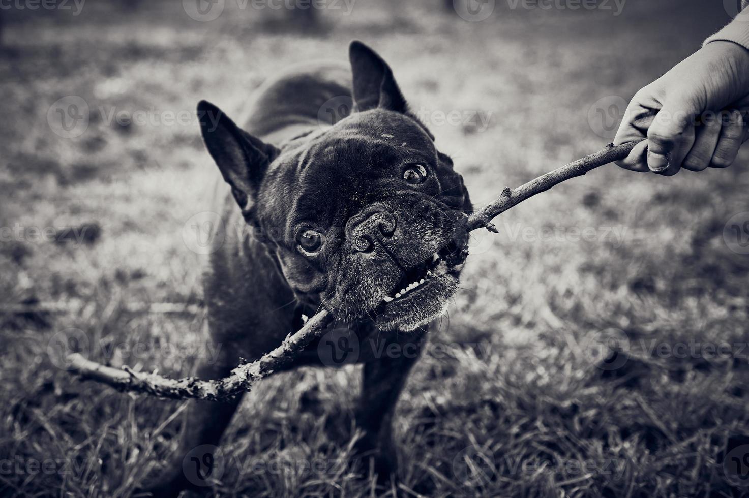 zwart-wit foto van een franse bulldog met een stok in de mond